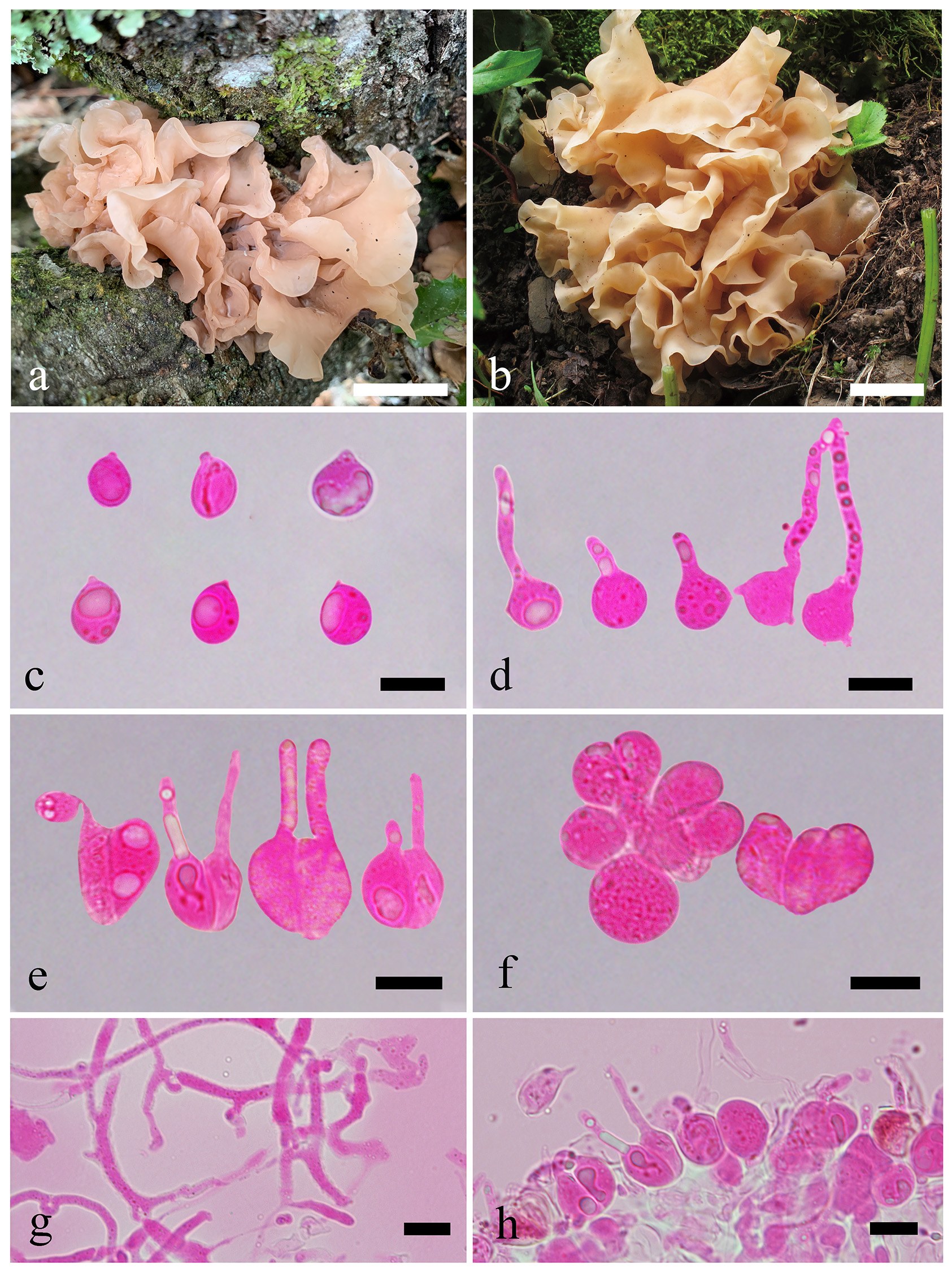 Figure 54